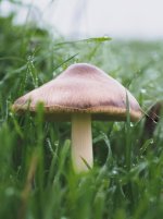 RSPB Fen November 2022 funghi stack 3 Web 2.jpg