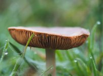 RSPB Fen November 2022 funghi stack 1-Edit Web 1.jpg