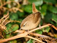 20221120-P1001147-C1.jpg 20221120-P1001147-C1.jpg