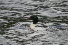 EM1X0527.jpg EM1X0527.jpg