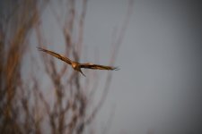 EM1X0756.jpg EM1X0756.jpg