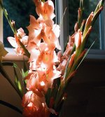 56270020ACS5.jpg 56270020ACS5.jpg