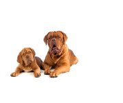 Bailey and Mia small image.jpg