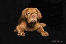 Odin small image.jpg