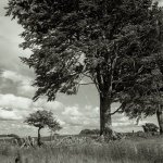 2022-8-3 Shaftoe Crags, 124G, FP4, EI200, HRDEV 1-36, 003.jpg 2022-8-3 Shaftoe Crags, 124G, FP4, EI200, HRDEV 1-36, 003.jpg
