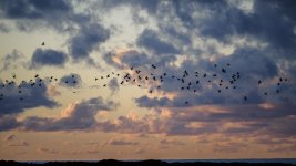 EM1X1096.jpg EM1X1096.jpg