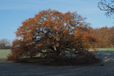 DB667F0E-B5D8-4146-AB6A-B7DC1A0B3379.jpeg DB667F0E-B5D8-4146-AB6A-B7DC1A0B3379.jpeg