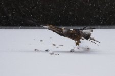 EM1X1195.jpg EM1X1195.jpg