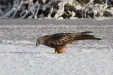 EM1X1514.jpg EM1X1514.jpg