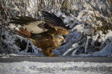 EM1X1569.jpg EM1X1569.jpg