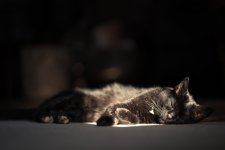 Vieux Misty 1200-01809.jpg Vieux Misty 1200-01809.jpg