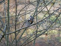 Best Finch.jpg Best Finch.jpg