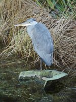 Heron Dec 26 2022.jpg