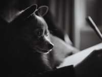 ChristmasDogs (3 of 4) - B0003758.jpg ChristmasDogs (3 of 4) - B0003758.jpg