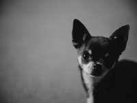 ChristmasDogs (4 of 4) - B0003762.jpg ChristmasDogs (4 of 4) - B0003762.jpg