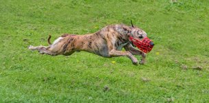 WEEK 52 - SHOWCASE.jpg