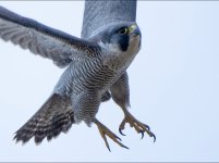 84E6083B-BFA4-45DB-99F4-E1D33DFF4399.jpeg 84E6083B-BFA4-45DB-99F4-E1D33DFF4399.jpeg