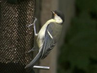 Forum Tit.jpg Forum Tit.jpg