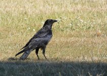 Addison 006.jpg Addison 006.jpg