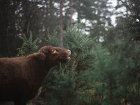 crookham church cows (1 of 4) - B0003865.jpg crookham church cows (1 of 4) - B0003865.jpg