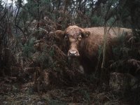 crookham church cows (2 of 4) - B0003875.jpg crookham church cows (2 of 4) - B0003875.jpg