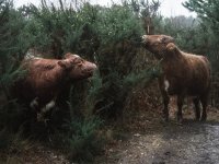 crookham church cows (4 of 4) - B0003897.jpg crookham church cows (4 of 4) - B0003897.jpg