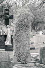 whitley cemetery overgrown.jpg