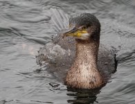 DSC00794.jpg DSC00794.jpg