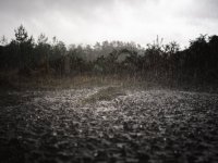 Velmead Woods - Wet (1 of 4) - B0004044.jpg Velmead Woods - Wet (1 of 4) - B0004044.jpg