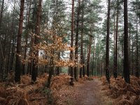 Velmead Woods - Wet (3 of 4) - B0004064.jpg Velmead Woods - Wet (3 of 4) - B0004064.jpg