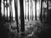 Velmead Woods - Wet (4 of 4) - B0004097.jpg Velmead Woods - Wet (4 of 4) - B0004097.jpg