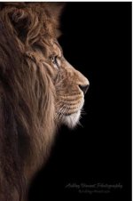 Lion Ashley Vincent.JPG