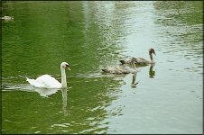 Swan and cygnets at Evesham Kiev 4.JPG