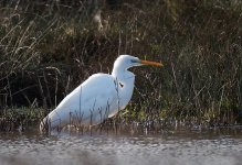 20230109-O1091244_1.jpg 20230109-O1091244_1.jpg