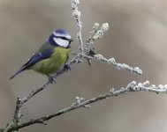 Bluetit.jpg