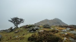 008 Lone Tree at Ingra Tor 01-9758 PS Adj.JPG