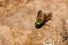 P1012006 edited (Custom).jpg