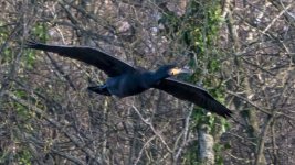 Cormorant Cropped.jpg