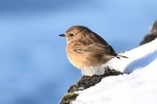 Stonechat.jpg
