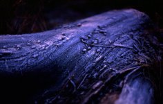 Frozen Log.jpg Frozen Log.jpg