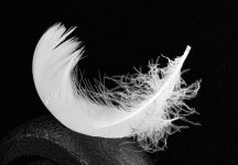 Too Much 2_.JPG Too Much 2_.JPG