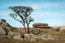 023 Kings Tor (Lone Tree) 02-9945 PS Adj.JPG