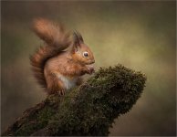 Red_Squirrel_With_Hazelnut_Member_163 tp.jpg