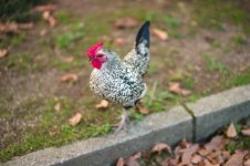 L1023203.LR.jpg L1023203.LR.jpg