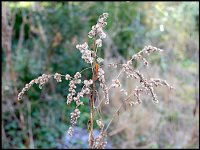 Dead flowers GM5 P1240192.JPG
