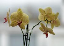 L1029706_DxO-v75-18-c.jpg L1029706_DxO-v75-18-c.jpg