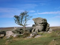 001 Emsworthy Tree Provia 01-054600010001 PS Adj.JPG