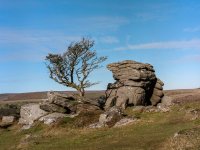 013 Emsworthy Tree Portra 01-000093840001 PS Adj.JPG