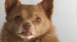 dogtp_0001.jpg dogtp_0001.jpg