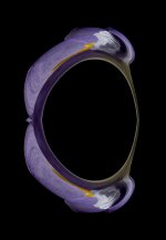 Crocus warped mirror test.jpg